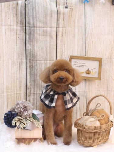 20241016かぐらちゃん